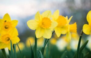 daffodil day Ormiston